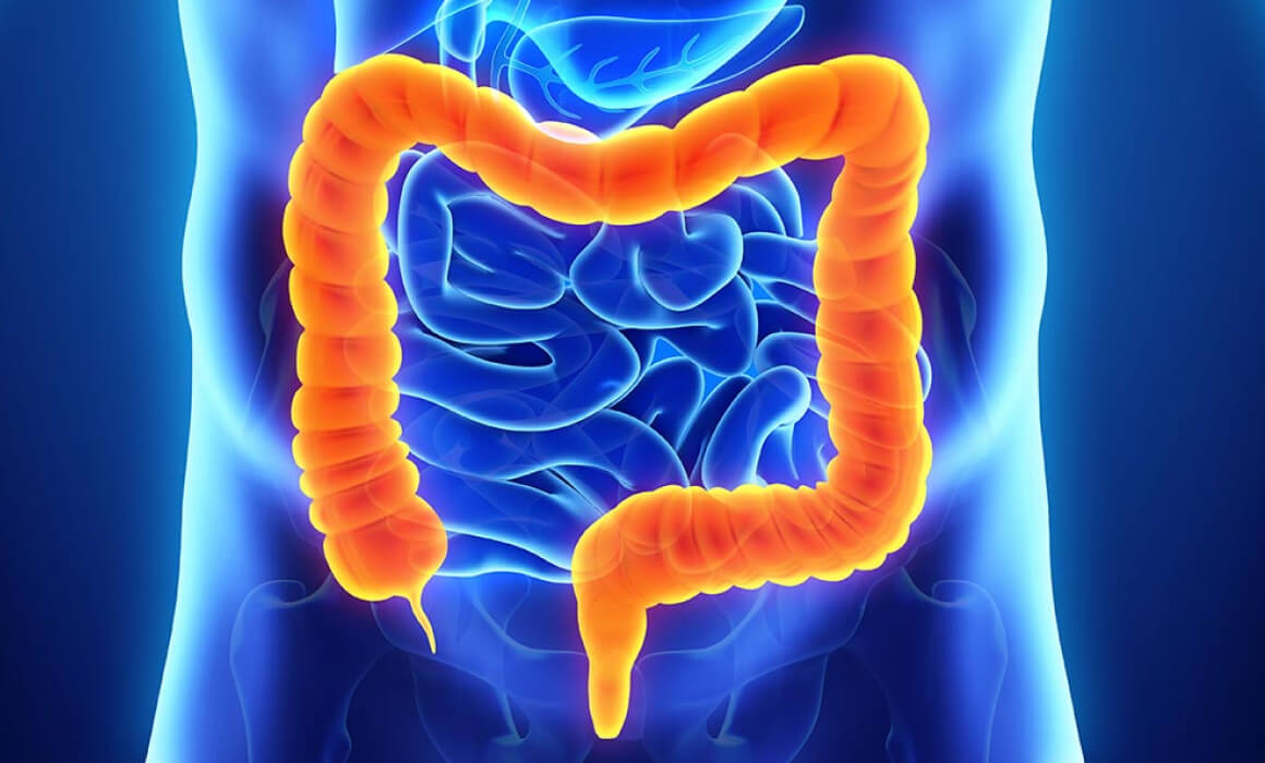 Sodium Butyrate: From Human Wellness to Animal Nutrition Advances